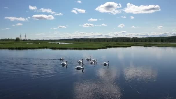 Family Adult Mute Swans Swims Polar Region Yamal Russia — Stock Video