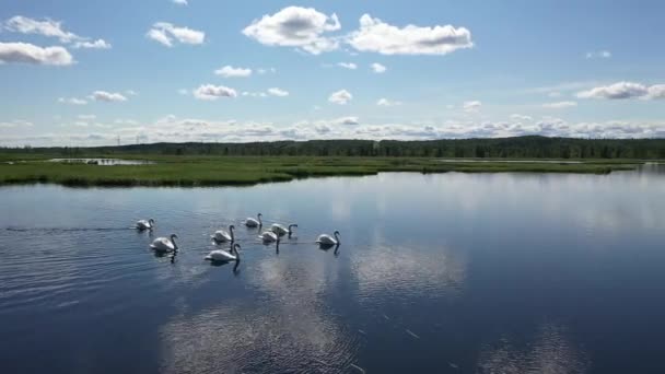 Une Famille Cygnes Adultes Muets Nage Dans Région Polaire Yamal — Video