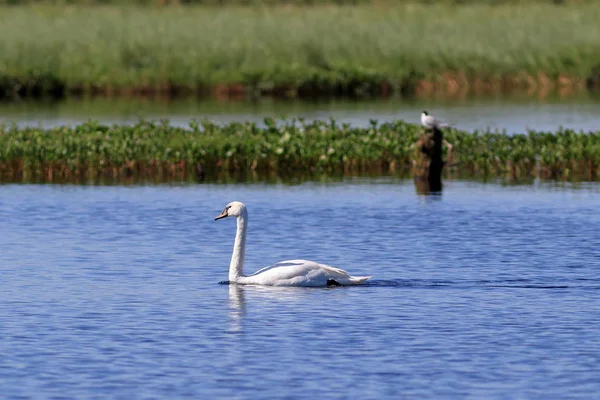 Cygnus olor. Mute Swan płodzi nad jeziorem na półwyspie Yamal — Zdjęcie stockowe