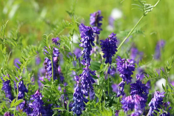 Vicia cracca. Vilde vikke blomster close-up om sommeren på Yamal - Stock-foto