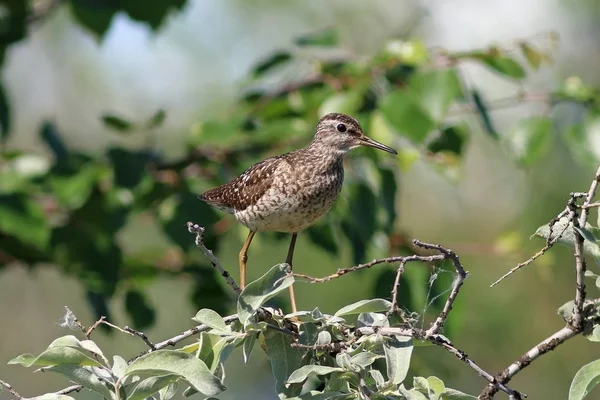 Tringa glareola. Legno Sandpiper primo piano sui rami di un velo — Foto Stock