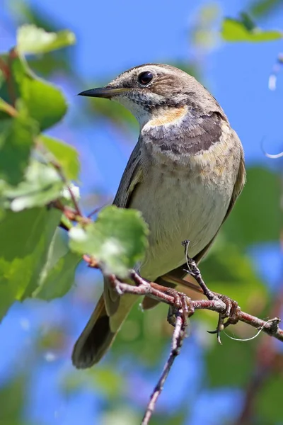 Luscinia Svecica pallidogularis. Vackra kvinnliga blåhakar i — Stockfoto