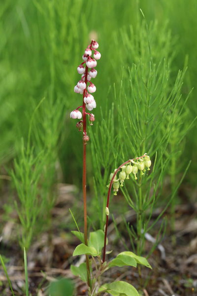 Pyrola minor. Shinleaf among the brushwood in the North of Siber