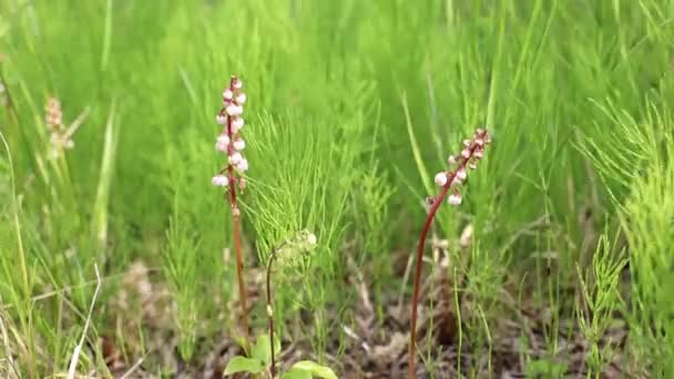 Pyrola Minor Shinleaf Onder Het Bosje Het Noorden Van Siberië — Stockvideo