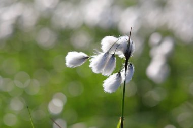 Eriophorum polistaşonu. t pamuk otu çiçeklenmeleri