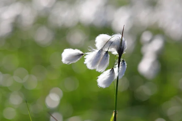 Eriophorum polystachyon. The inflorescences of cotton grass in t — Stock Photo, Image