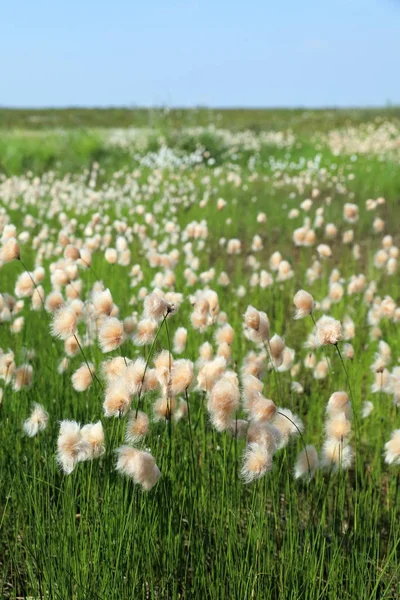 Eriophorum russeolum. The plant is Cottongrass on a bog in Weste — Stock Photo, Image