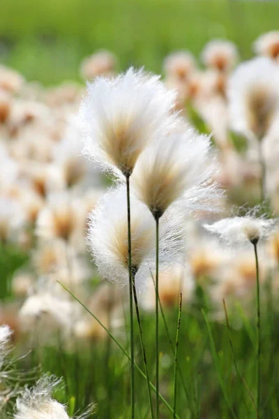 Eriophorum russeolum. Cottongrass close-up no norte de Weste — Fotografia de Stock