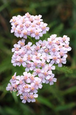 Achillea millefolium. Yarrow çiçeklenme yakın çekim