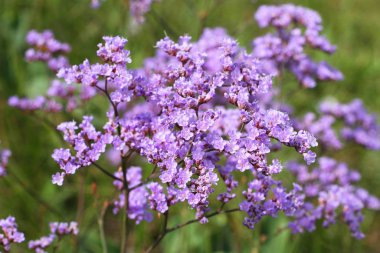 Limonium gmelinii. Altay'da çiçekli bitkiler