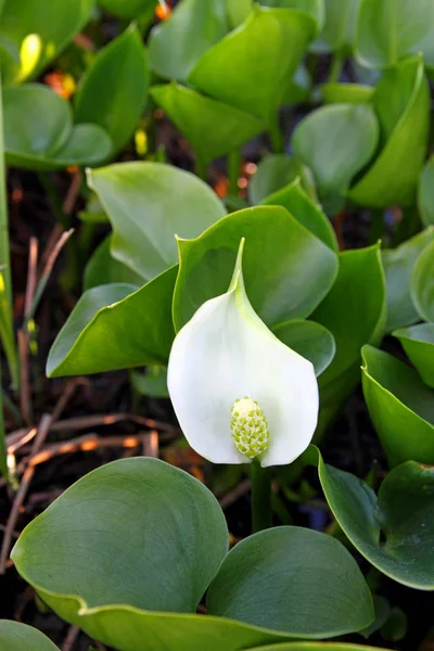 Calla palustris. weiße Blume Wasser arum im Sommer Nahaufnahme — Stockfoto