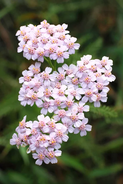 Achillea millefolium. Yarrow çiçeklenme yakın çekim