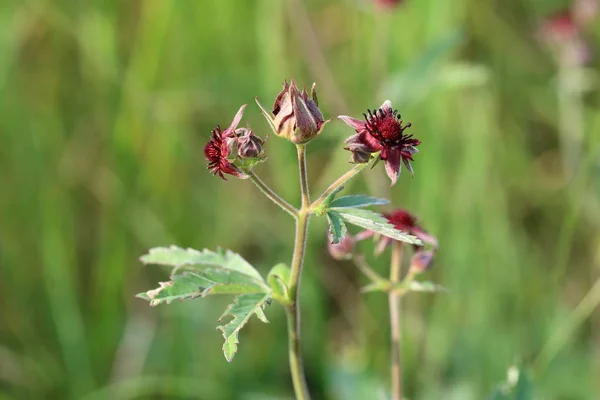 Comarum palustre. Marsh cinquefoil in the summer in the North of — Stock Photo, Image