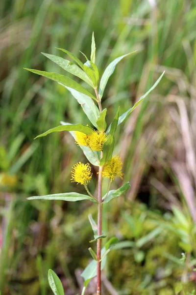 Naumburgia thyrsiflora. Çiçekler ve yeşillik gevşek tufted — Stok fotoğraf