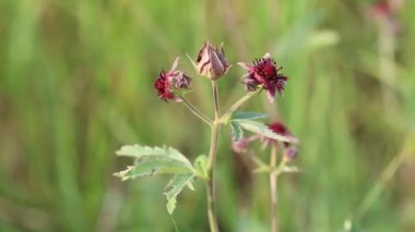 Comarum palustre. Sibirya'da bir bitkinin çiçek açması