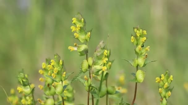 Rhinanthus Rattle Bloom Summer Siberia — Stock Video