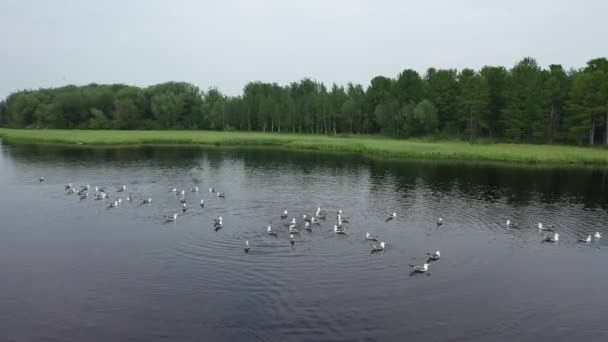 Larus Heuglini Een Kudde Meeuwen Zwemt Tussen Het Meer Noord — Stockvideo