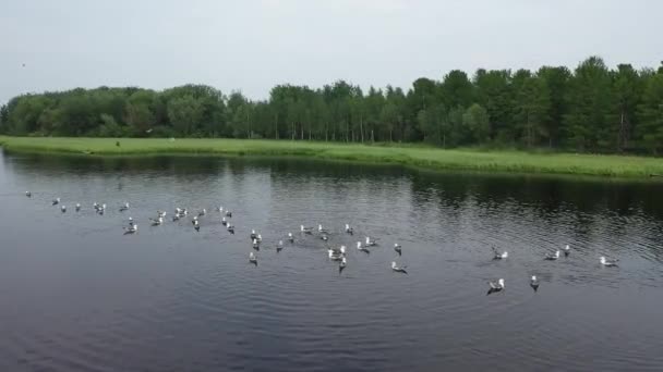 Larus Fabglini Стая Чаек Плавает Среди Озера Северной Сибири — стоковое видео