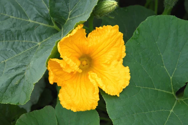 Cucurbita pepo. Abóboras floridas no jardim — Fotografia de Stock