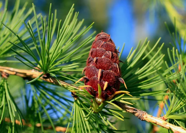 Une branche avec des aiguilles de pin et des cônes de mélèze un jour d'été — Photo