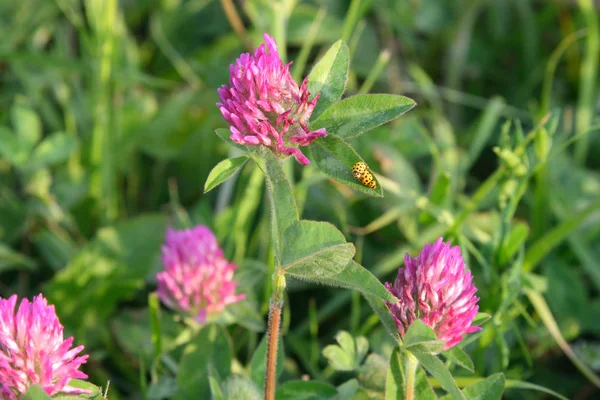 Trifolium pratense. Gele lieveheersbeestjes op de bloemen van rode klaver — Stockfoto