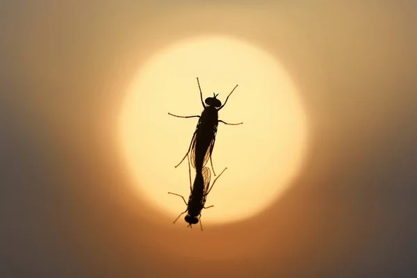 As moscas do cavalo reproduzem-se em um copo de janela em uma noite de verão — Fotografia de Stock