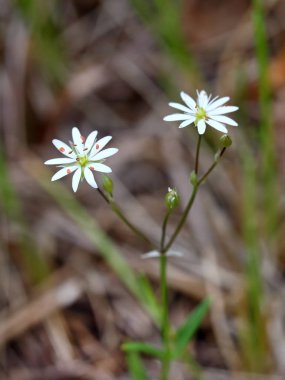 Stellaria holostea. Beyaz çiçekler Paskalya çan closeup