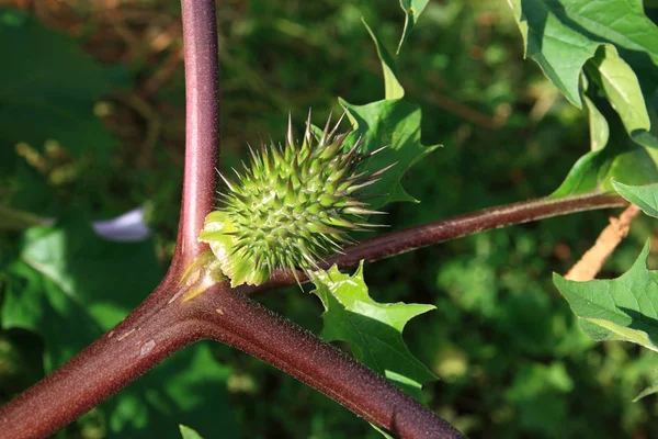 Begroeide planten Datura zomerdag — Stockfoto