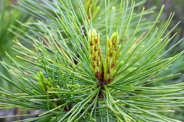 Pinus sibirica. Branch of cedar spring day Stock Image