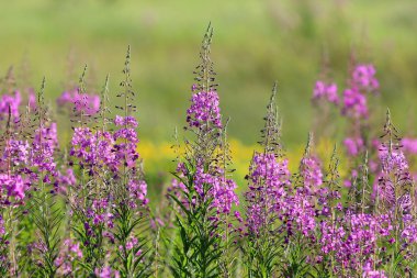 Chamerion angustifolium. Bir yaz gününde ateş otu çiçekleri