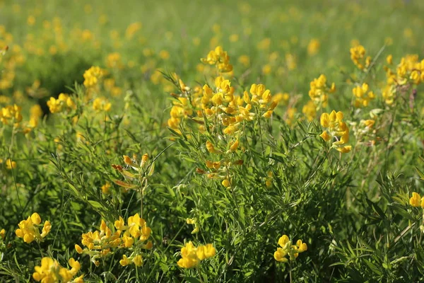 Lathyrus pratensis. Meadow peavine on a Sunny day — Stock Photo, Image