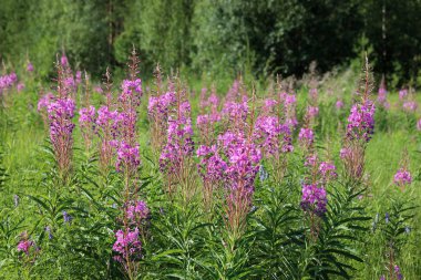 Chamerion angustifolium. Bir iğne kenar kenarında Fireweed
