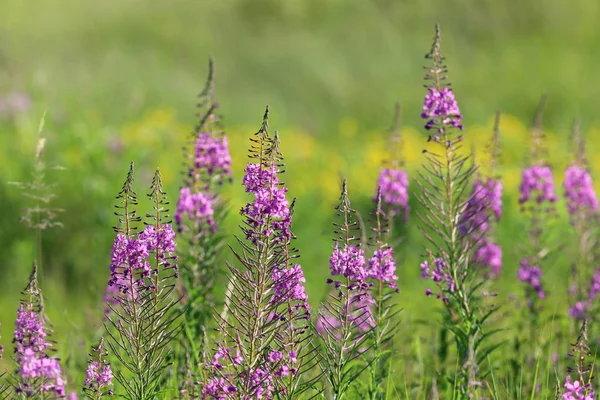 Chamerion angustifolium. A Virágzata Fireweed nyári da — Stock Fotó