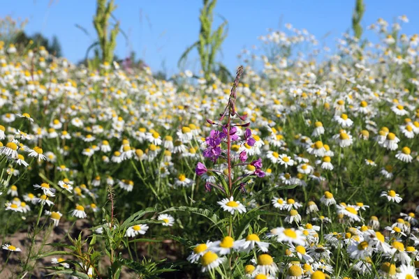 Chamomile and willowweed in a meadow in Russia — Stock Photo, Image