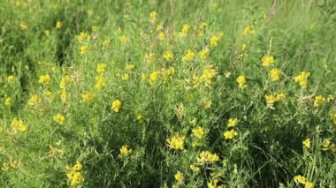Lathyrus pratensis. Sibirya 'da yaz aylarında Meadow Peavine çiçek açan