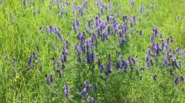 Vicia cracca. Kuzey Sibirya 'da yaz aylarında vahşi fiğ