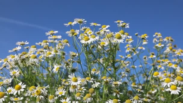 Chamomilla Recutita Kamomill Apotek Sommaren Äng Norra Sibirien — Stockvideo