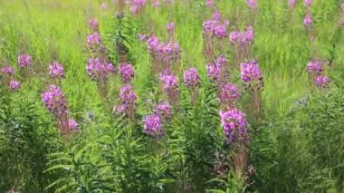 Chamerion angustifolium. Sibirya 'da bir çayır üzerine yaz aylarında Fireweed çiçek açan