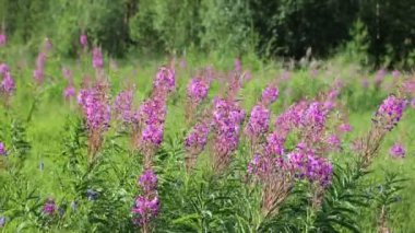 Chamerion angustifolium. Fireweed yakın çekim çiçeklenme