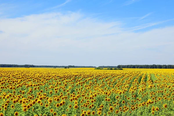 Pittoreskt landskap med blommande solrosor på fältet — Stockfoto
