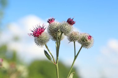 Arctium tomentosum. Gökyüzü bac burdock yakın çekim çiçeklenme
