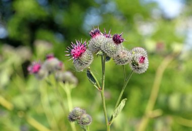 Arctium tomentosum. Burdock çiçeklenme yakın çekim