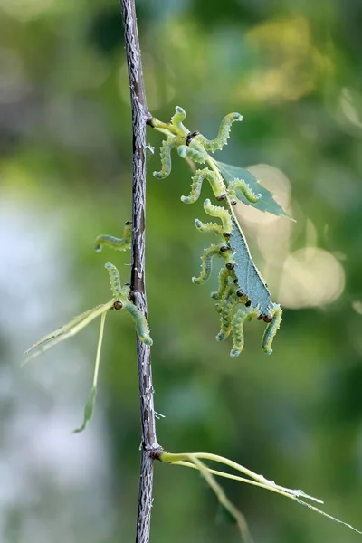 Pristiphora testacea. Οι προνύμφες του Sawfly το καλοκαίρι στο Σίβα — Φωτογραφία Αρχείου