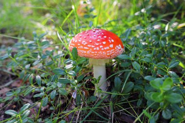 Amanita muscaria. Sibirya böğürtlen arasında sinek agaric 