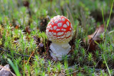 Amanita muscaria. Sibirya'da yosun arasında agaric fly