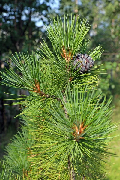 Pinus sibirica. Syberyjski cedr letni dzień — Zdjęcie stockowe