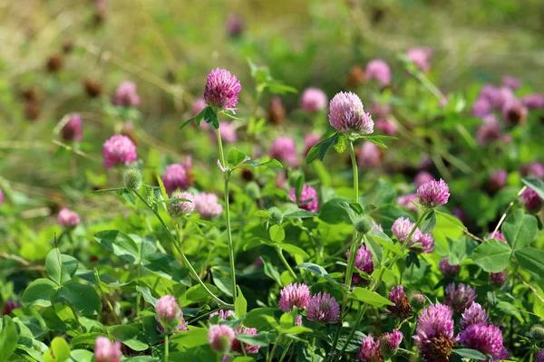 Trifolium pratense. Red clover flowers on a Sunny day — Stock Photo, Image