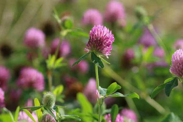Trifolium pratense. Красный клевер
