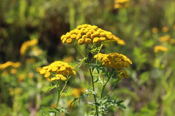 Inflorescence tansy summer day in the North of Russia — Stock Photo, Image