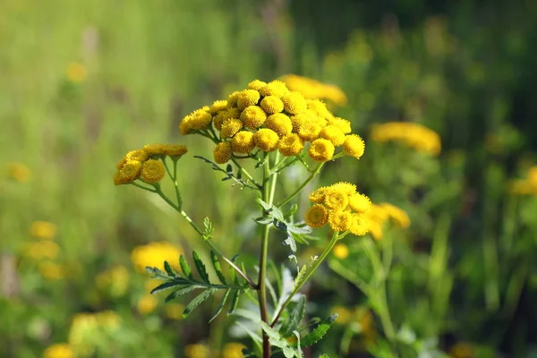 Flowering tansy summer day in the North of Russia — Stock Photo, Image